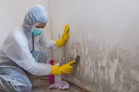 Professional Mold Remediation in Holyoke, MA